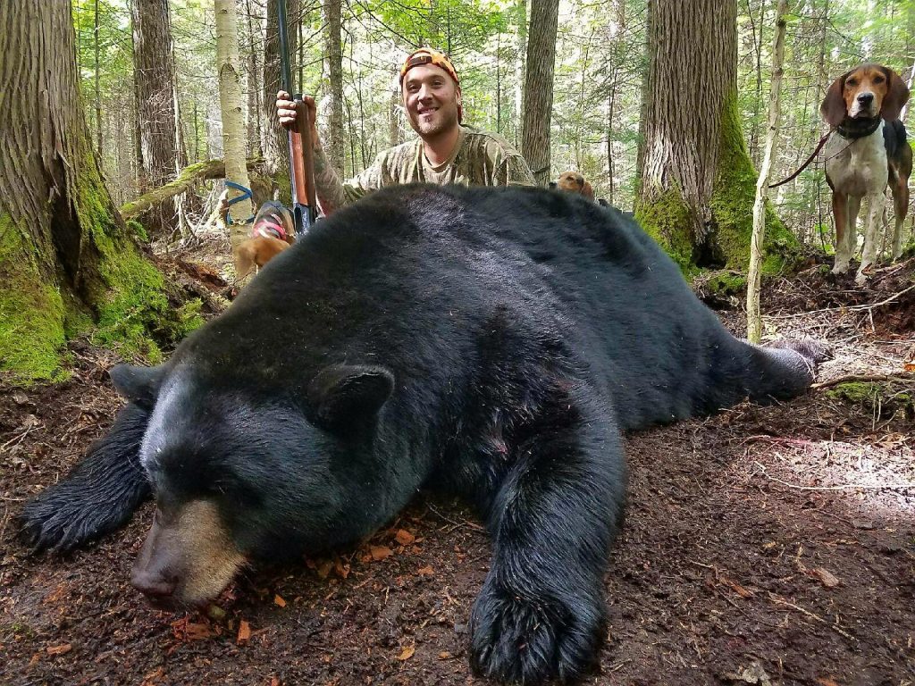 Maine State Record Black Bear: U.S. Veteran Tags 699-Pound Bruin
