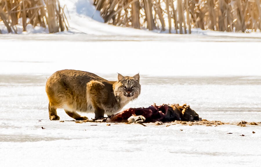 Do Bobcats Eat Foxes?