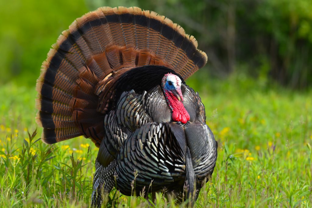 Turkey Hunts