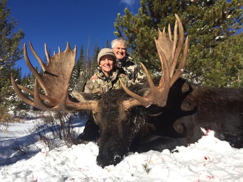 Colorado Moose Season