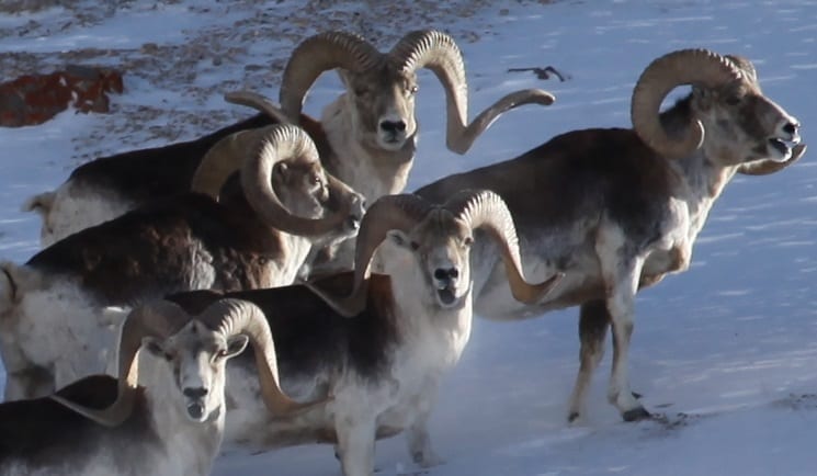 Marco Polo Sheep Hybrid