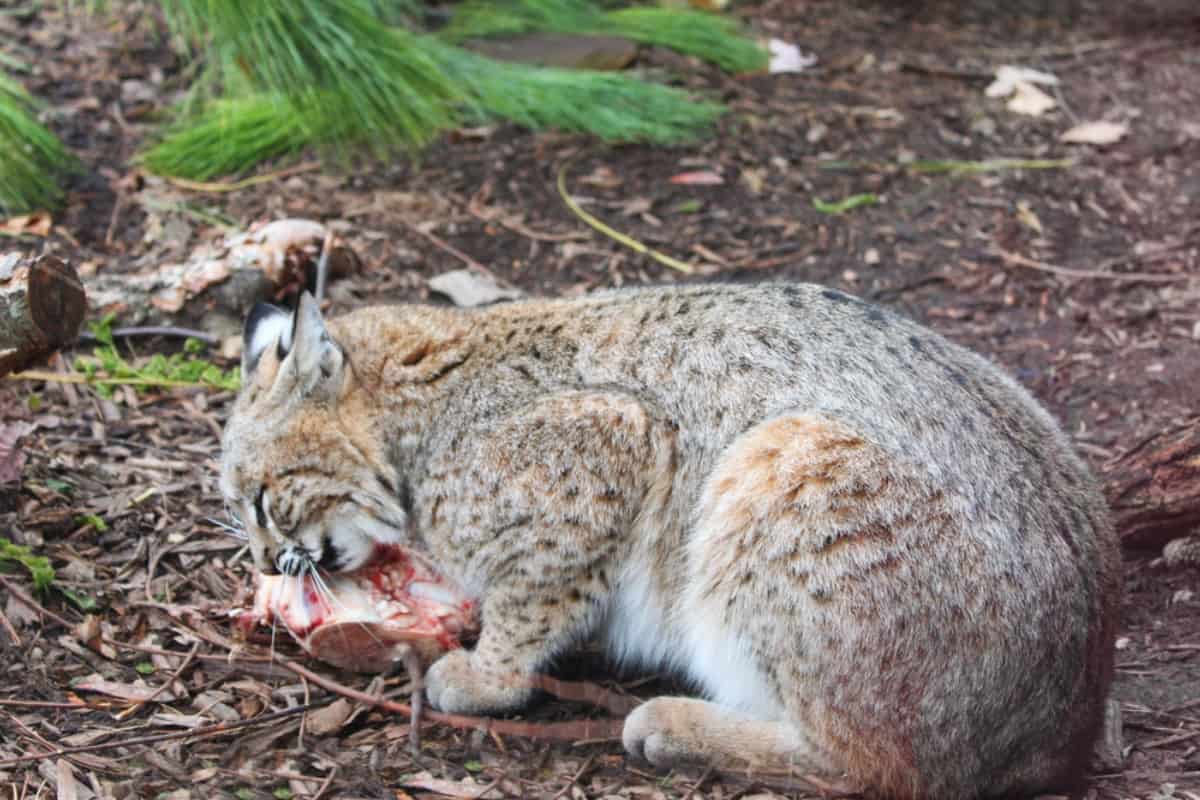 Do Bobcats Eat Mooses?