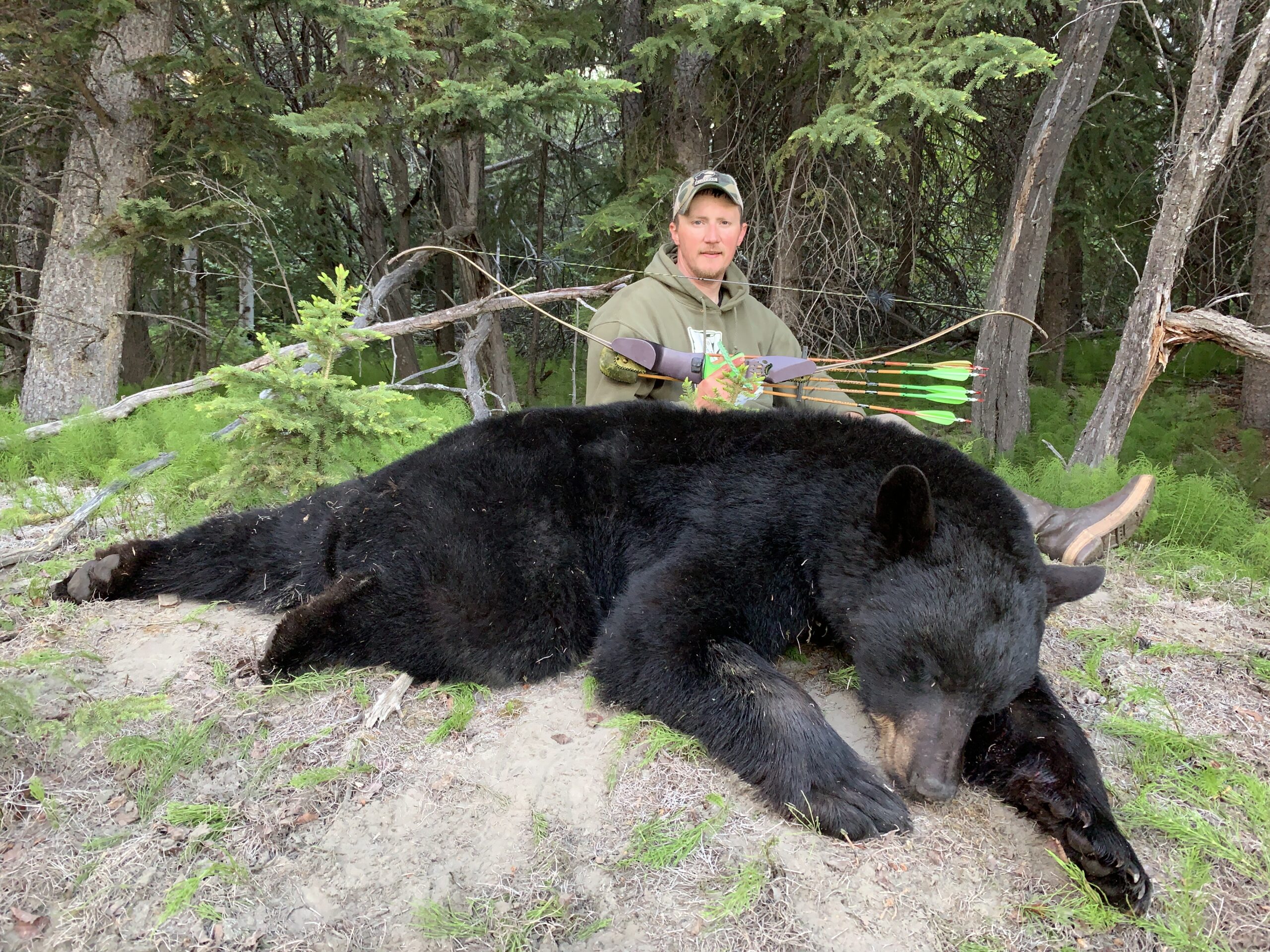 Do Black Bears Hunt Moose