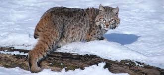 Does Bobcats Hunt Mooses?