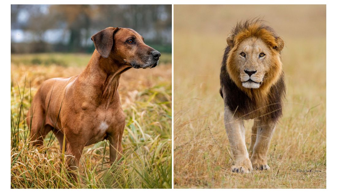 African Lion Hunting Dog