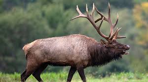 Top Destinations for Guided Elk Hunts