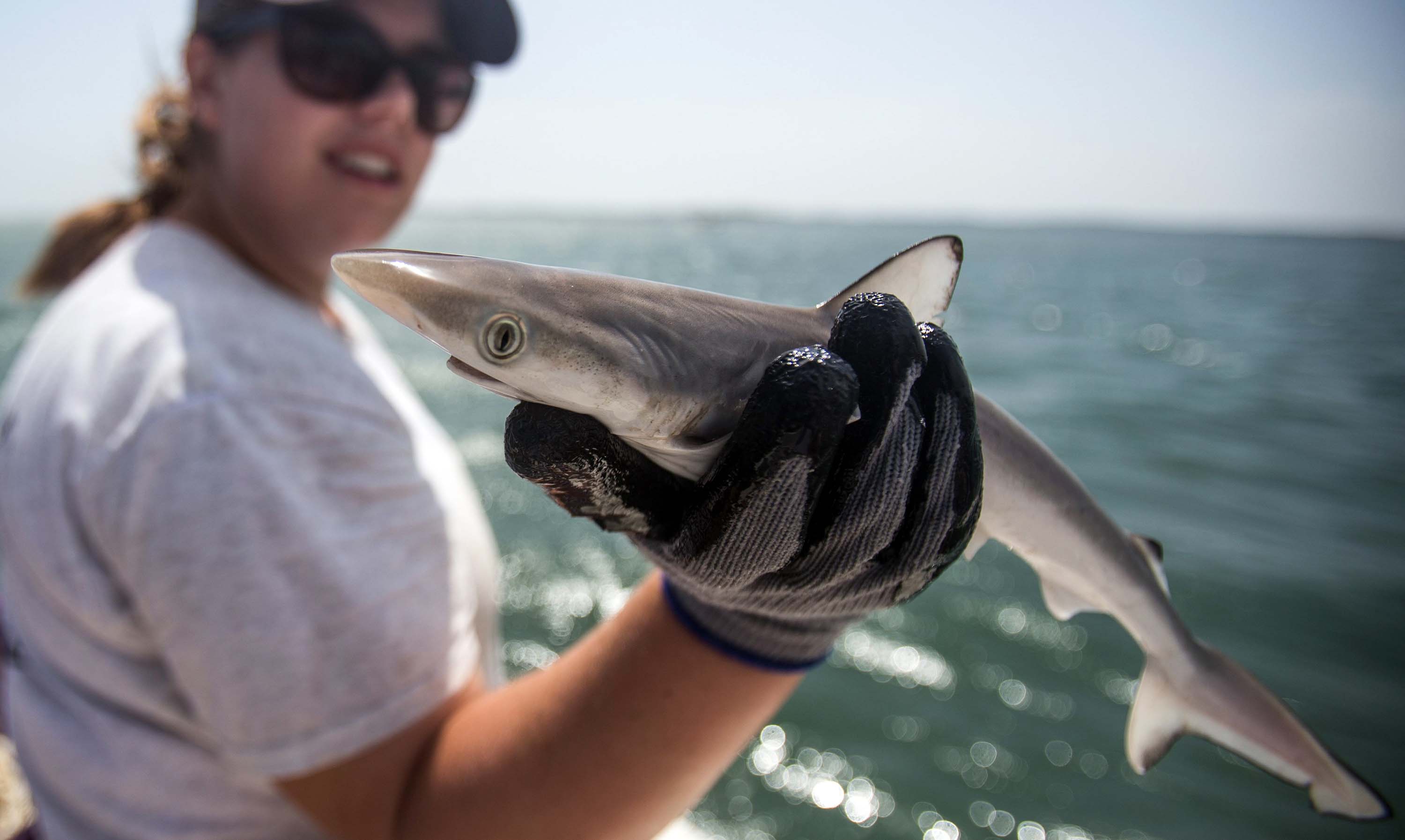 Atlantic Sharpnose Shark